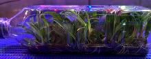 Load image into Gallery viewer, Flask - Bulbophyllum facetum - Species

