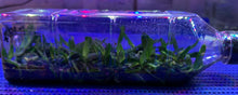 Load image into Gallery viewer, Flask - Cleisostoma melanorachis - Species
