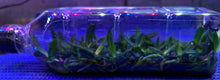Load image into Gallery viewer, Flask - Cleisostoma melanorachis - Species
