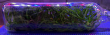 Load image into Gallery viewer, Flask - Vanda Rumrill (cristata x curvifolia)
