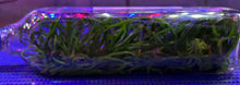 Load image into Gallery viewer, Flask - Vanda Rumrill (cristata x curvifolia)
