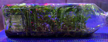 Load image into Gallery viewer, Flask - Dendrobium ingratum - Species
