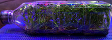 Load image into Gallery viewer, Flask - Dendrobium ingratum - Species

