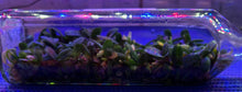 Load image into Gallery viewer, Flask - Stereochilus pachyphyllus - Species
