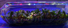 Load image into Gallery viewer, Flask - Stereochilus pachyphyllus - Species
