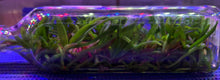 Load image into Gallery viewer, Flask - Vanda bensonii - Species
