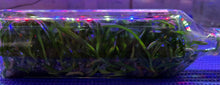 Load image into Gallery viewer, Flask - Vanda denisoniana x barnesii
