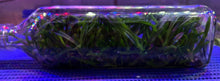 Load image into Gallery viewer, Flask - Vanda denisoniana x barnesii
