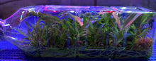 Load image into Gallery viewer, Flask - Dendrobium pseudolamellatum  - Species
