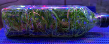 Load image into Gallery viewer, Flask - Dendrobium sanderae  - Species
