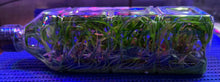 Load image into Gallery viewer, Flask - Dendrobium sanderae  - Species
