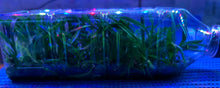 Load image into Gallery viewer, Flask - Vanda mariae x barnesii
