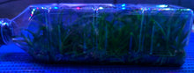 Load image into Gallery viewer, Flask - Vanda mariae x barnesii
