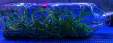 Load image into Gallery viewer, Flask - Vanda testacea - Species
