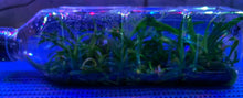 Load image into Gallery viewer, Flask - Vanda testacea - Species

