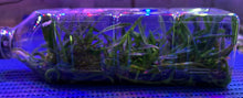 Load image into Gallery viewer, Flask - Vanda foetida x cristata
