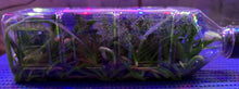Load image into Gallery viewer, Flask - Renanthera imschootiana x Vanda cristata
