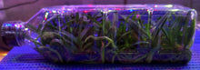 Load image into Gallery viewer, Flask - Renanthera imschootiana x Vanda cristata

