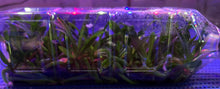 Load image into Gallery viewer, Flask - Aerides quinquevulnera - Species
