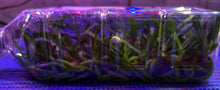 Load image into Gallery viewer, Flask - Aerides quinquevulnera - Species
