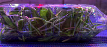 Load image into Gallery viewer, Flask - Phalaenopsis equestris    species
