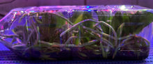 Load image into Gallery viewer, Flask - Phalaenopsis equestris    species
