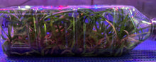 Load image into Gallery viewer, Flask - Vanda perplexa x lilacina
