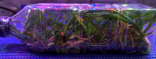 Load image into Gallery viewer, Flask - Vanda perplexa x lilacina
