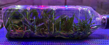 Load image into Gallery viewer, Flask - Vanda flabellata - Species
