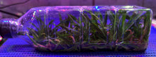 Load image into Gallery viewer, Flask - Vanda flabellata - Species

