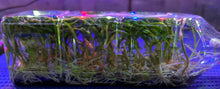 Load image into Gallery viewer, Flask - Dendrobium chryseum  - Species
