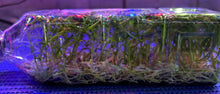 Load image into Gallery viewer, Flask - Dendrobium chryseum  - Species
