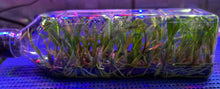 Load image into Gallery viewer, Flask - Dendrobium dixanthum  - Species
