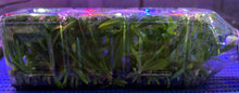 Load image into Gallery viewer, Flask - Vanda Holcoglossum amesianum species
