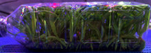 Load image into Gallery viewer, Flask - Vanda Holcoglossum amesianum species
