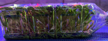 Load image into Gallery viewer, Flask - Dendrobium officinale  - Species
