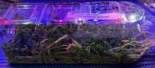 Load image into Gallery viewer, Flask - Dendrobium jenkininsii x self - Species
