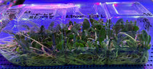 Load image into Gallery viewer, Flask - Dendrobium jenkininsii x self - Species
