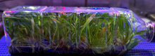 Load image into Gallery viewer, Flask - Pholidata gibbosa species
