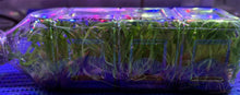 Load image into Gallery viewer, Flask - Pholidata gibbosa species
