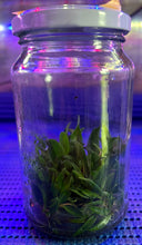 Load image into Gallery viewer, Flask - Bulbophyllum hirundinis - Species

