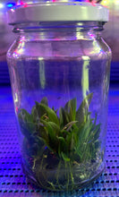 Load image into Gallery viewer, Flask - Bulbophyllum hirundinis - Species
