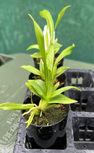Load image into Gallery viewer, Orchid Seedling 50mm Pot Size - Oncidium Aloha
