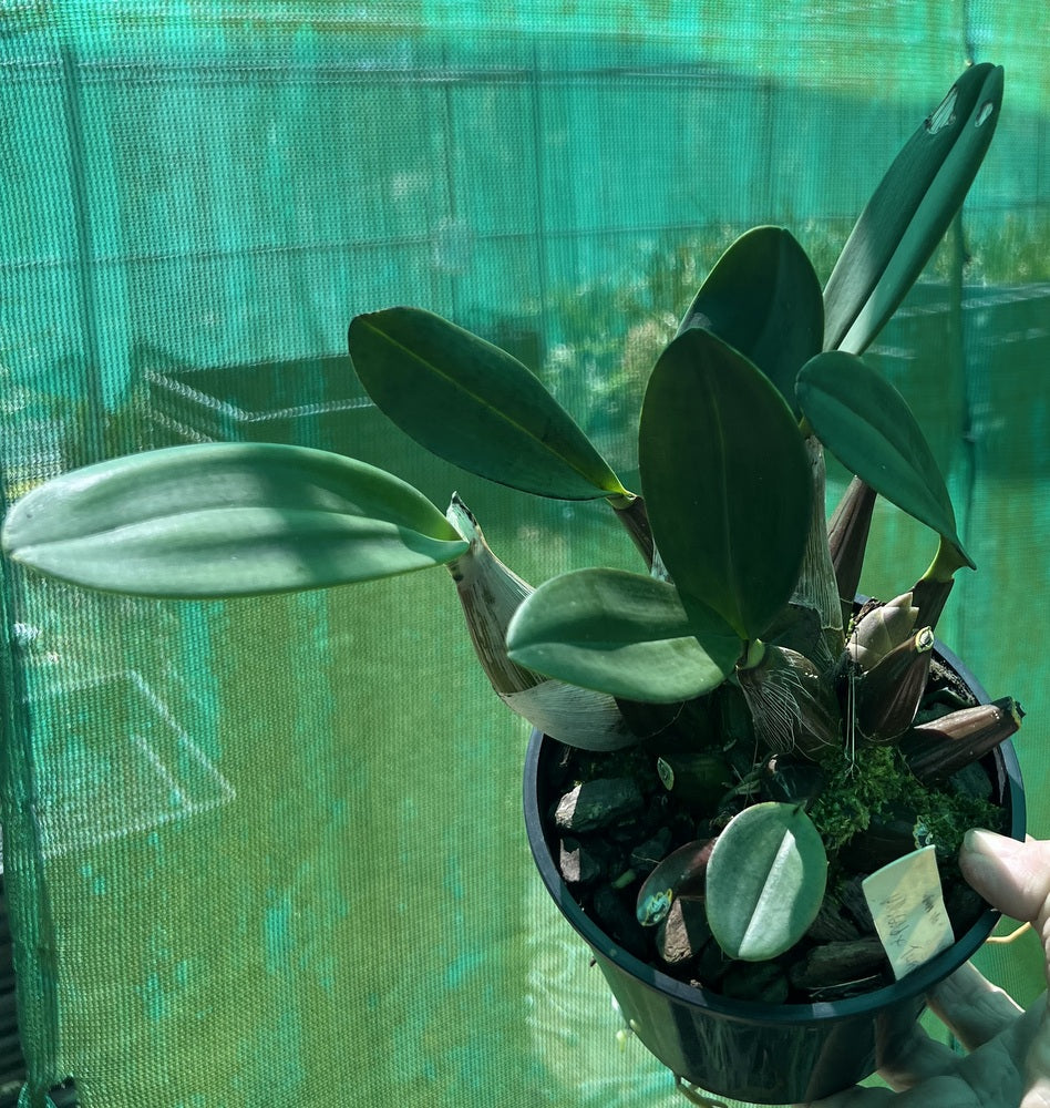Orchid 125mm Pot size - Dendrobium speciosum grandiflorum 'Will's Gold' x 'Trifid '- King Orchid- - Australian Native