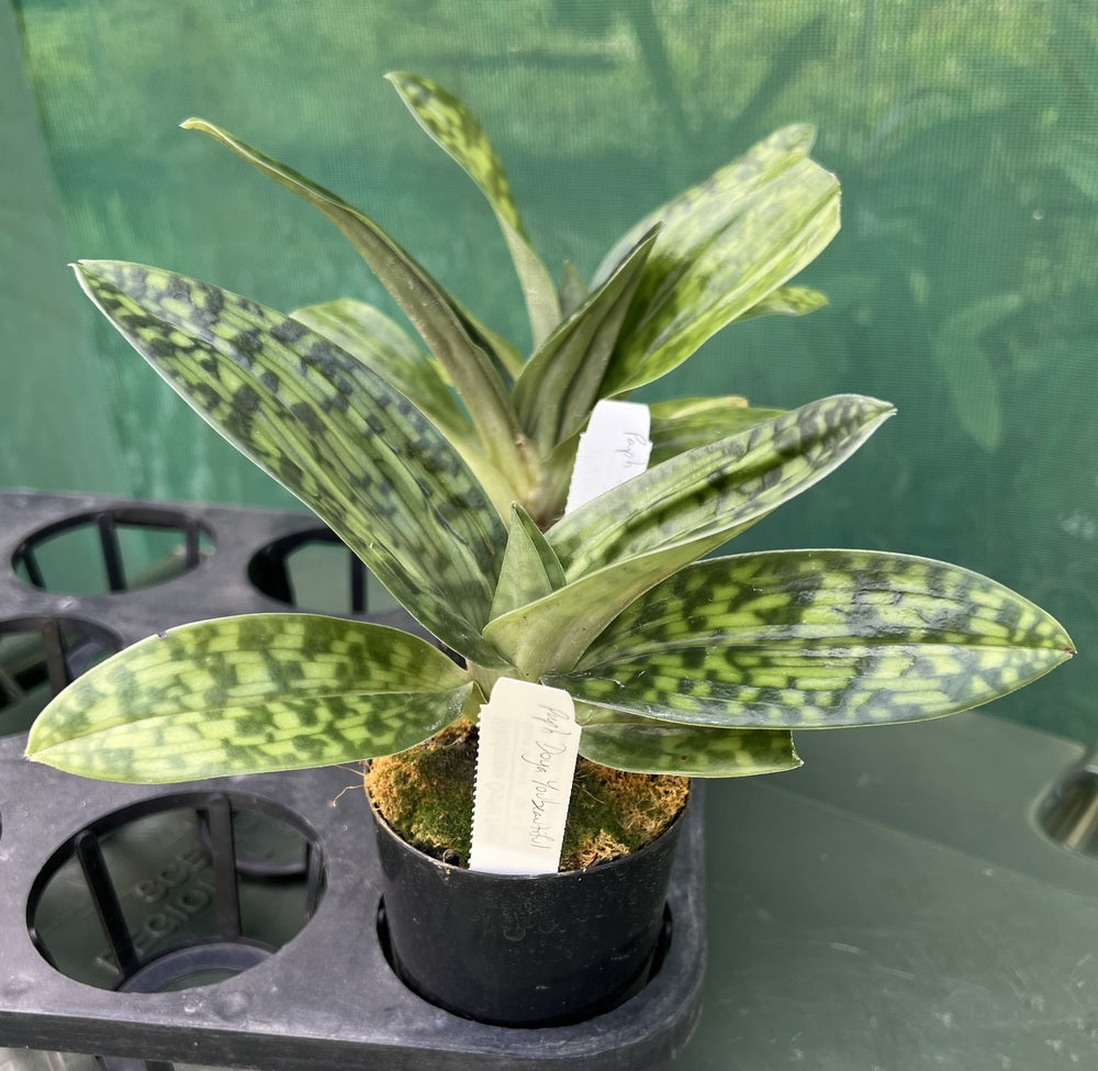 Flowering Size Orchid - Paphiopedilum Doya You Beautiful