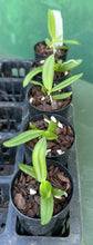 Load image into Gallery viewer, Orchid Seedling 50mm Pot Size - Haraella retrocalla  - Species
