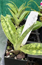 Load image into Gallery viewer, Orchid Seedling 50mm Pot Size - Paphiopedilum Doya Green Prince x sib
