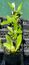 Load image into Gallery viewer, Orchid Seedling 50mm Pot size - Dendrobium Utopia x Shinome softcane

