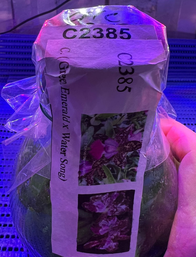 Flask - Cattleya Green Emerald x  Water Song