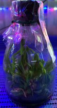 Load image into Gallery viewer, Flask - Cattleya Green Emerald x  Water Song
